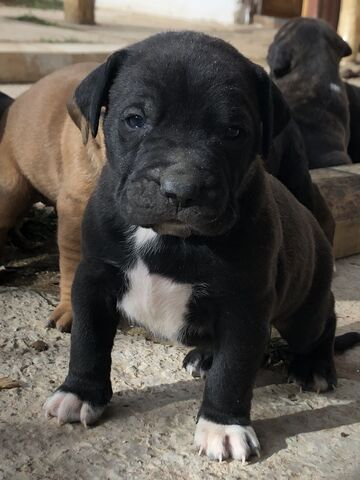 Mil Anuncios Com Presa Canario Segunda Mano Y Anuncios Clasificados Pag 7