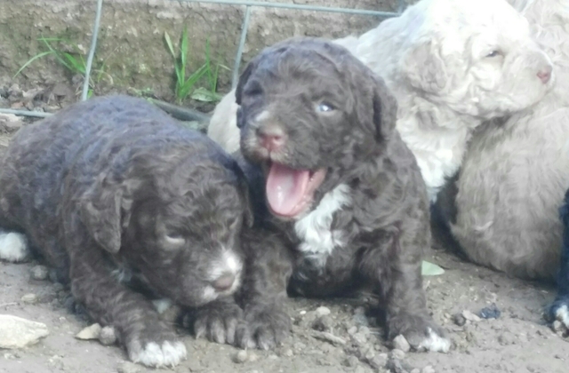 Mil Anuncios Com Cachorros Perro De Agua Tamano Pequeno