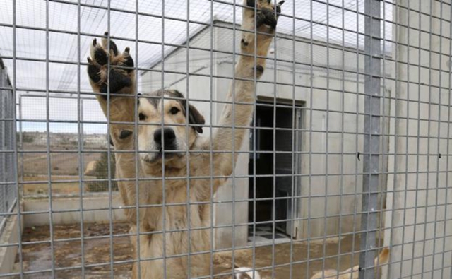 Mil Anuncios Com Perros Pequenos Compra Venta De Perros Perros Pequenos En Zaragoza Regalo De Cachorros