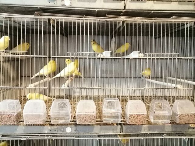 Mil Anuncios Com Canario Compra Venta De Pajaros Canario En Cantabria Anuncios Con Fotos De Pajaros Comprar Un Pajaro Todas Las Razas De Pajaros