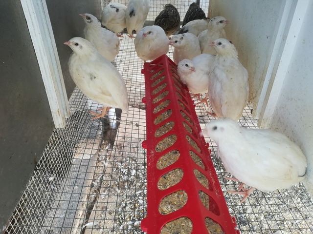 Mil Anuncios Com Codornices Compra Venta De Pajaros Codornices En Cádiz Anuncios Con Fotos De Pajaros Comprar Un Pajaro Todas Las Razas De Pajaros