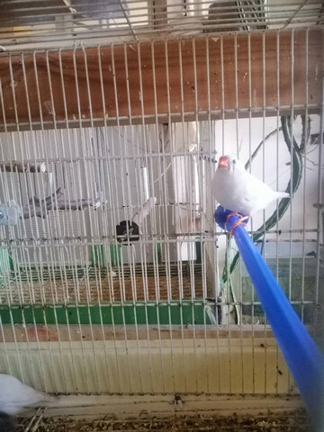 Mil Anuncios Com Diamantes Mandarines Compra Venta De Pajaros Diamantes Mandarines En Valencia Anuncios Con Fotos De Pajaros Comprar Un Pajaro Todas Las Razas De Pajaros