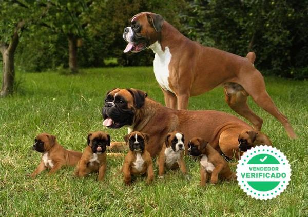 Mil Anuncios Com Cachorro Boxer Barcelona Segunda Mano Y Anuncios Clasificados