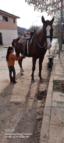 Mil Anuncios Com Poder Atender Compra Venta De Caballos Poder Atender Anuncios Con Fotos De Caballos Comprar Un Caballo Todas Las Razas De Caballos