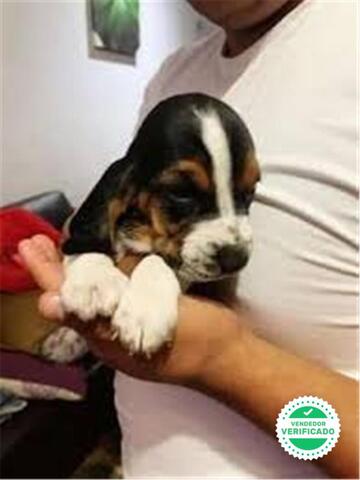 **BASSET HOUND**