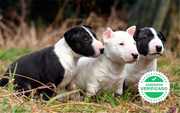 Mil Anuncios Com Camada Bull Terrier Venta De Bull Terrier De Segunda Mano Camada Bull Terrier Bull Terrier De Ocasion A Los Mejores Precios