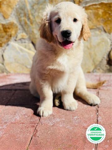 Mil Anuncios Com Criadero Golden Retriever Criadero En Madrid Venta De Golden Retriever De Segunda Mano Criadero En Madrid Golden Retriever De Ocasion A Los Mejores Precios
