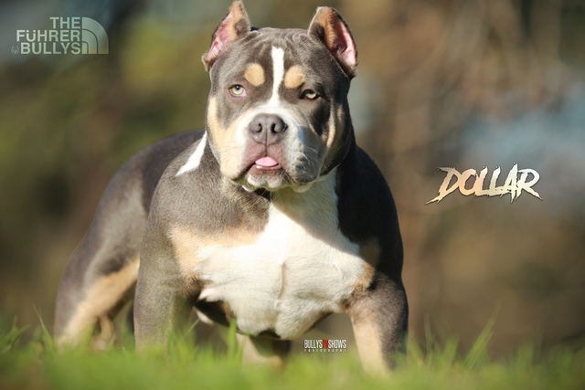 Mil Anuncios Com American Bully Compra Venta De Perros American Bully En Cantabria Regalo De Cachorros