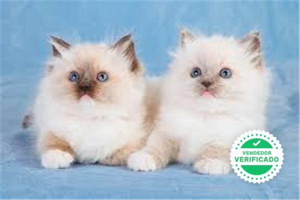 ragdoll milanuncios
