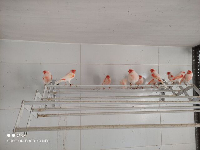 Mil Anuncios Com Canarios Rojos Compra Venta De Pajaros Canarios Rojos En Zamora Anuncios Con Fotos De Pajaros Comprar Un Pajaro Todas Las Razas De Pajaros