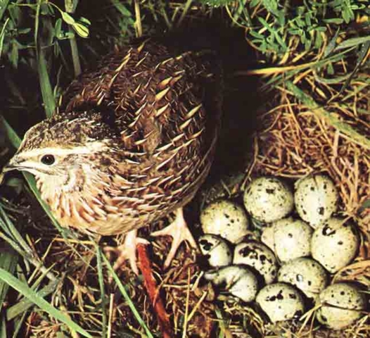 Mil Anuncios Com Codornices Compra Venta De Pajaros Codornices En Cádiz Anuncios Con Fotos De Pajaros Comprar Un Pajaro Todas Las Razas De Pajaros