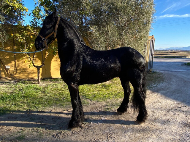 Mil Anuncios Com Frisones Holandeses Compra Venta De Caballos Frisones Holandeses Anuncios Con Fotos De Caballos Comprar Un Caballo Todas Las Razas De Caballos