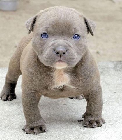 Mil Anuncios Com Pitbull Blue Pedigree Segunda Mano Y Anuncios Clasificados