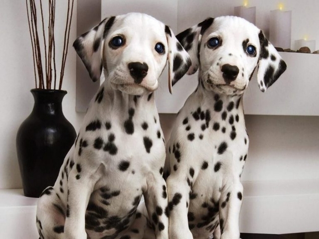 Mil Anuncios Com Compra Venta De Dalmatas Anuncios Con Fotos De Dalmatas Perros Dalmata