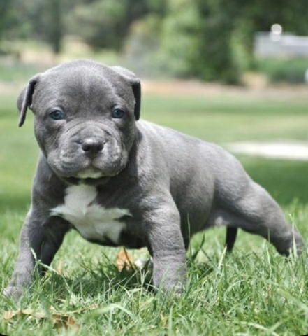 Milanuncios Impresionantes American Bully Cachorros