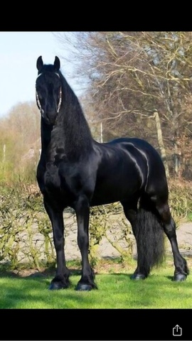 Mil Anuncios Com Frisón Compra Venta De Caballos Frisón Anuncios Con Fotos De Caballos Comprar Un Caballo Todas Las Razas De Caballos Pag 2