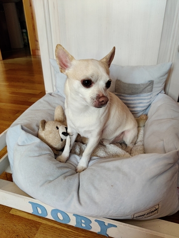 Mil Anuncios Com Chihuahua Busca Novia Segunda Mano Y Anuncios Clasificados