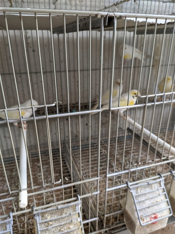 Mil Anuncios Com Canarios Compra Venta De Pajaros Canarios En Zamora Anuncios Con Fotos De Pajaros Comprar Un Pajaro Todas Las Razas De Pajaros