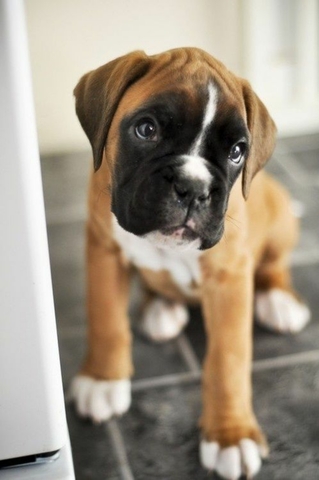 Mil Anuncios Com Cachorros Boxer Compra Venta De Boxers Cachorros Boxer Anuncios Con Fotos De Boxers Cachorros Boxer Perros Boxer Cachorros Boxer Mil Anuncios Com Cachorros Boxer Compra Venta De Boxers Cachorros Boxer Anuncios Con Fotos De Boxers Cachorros Boxer Perros Boxer Cachorros Boxer