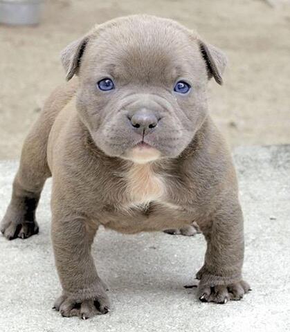 Mil Anuncios Com American Bully Cachorros Mil Anuncios Com American Bully Cachorros