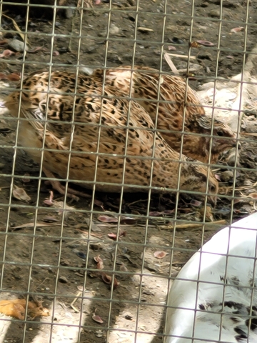 Mil Anuncios Com Codornices Compra Venta De Pajaros Codornices En Granada Anuncios Con Fotos De Pajaros Comprar Un Pajaro Todas Las Razas De Pajaros