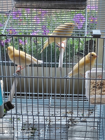 Mil Anuncios Com Canarios Elche Compra Venta De Pajaros Canarios Elche En Alicante Anuncios Con Fotos De Pajaros Comprar Un Pajaro Todas Las Razas De Pajaros
