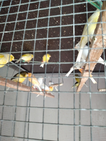 Mil Anuncios Com Canario Compra Venta De Pajaros Canario En Zamora Anuncios Con Fotos De Pajaros Comprar Un Pajaro Todas Las Razas De Pajaros
