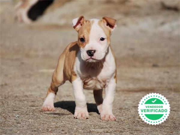 Mil Anuncios Com American Hembra Segunda Mano Y Anuncios Clasificados Pag 2