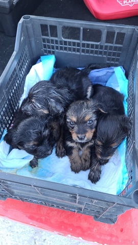 CACHORROS