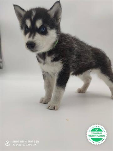 CACHORRO HUSKY OJOS AZULES