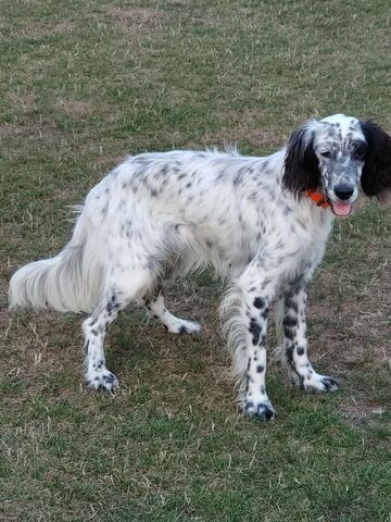 Milanuncios Emisoras Caza Perros De Caza En La Coruna