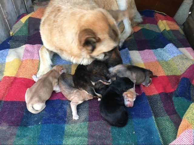 Mil Anuncios Com Recien Nacidos Compra Venta De Perros Recien Nacidos Regalo De Cachorros Pag 3