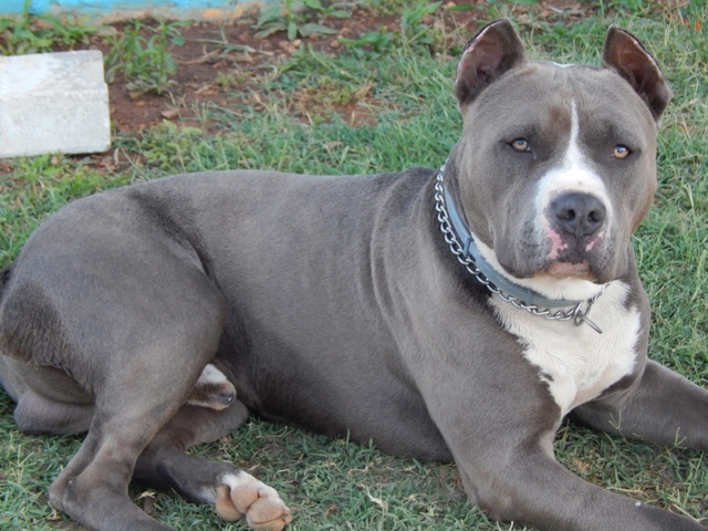 Mil Anuncios Com Pitbull Blue Sevilla Segunda Mano Y Anuncios Clasificados Mil Anuncios Com Pitbull Blue Sevilla Segunda Mano Y Anuncios Clasificados