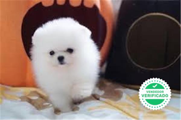 POMERANIA BLANCO NACIONALES