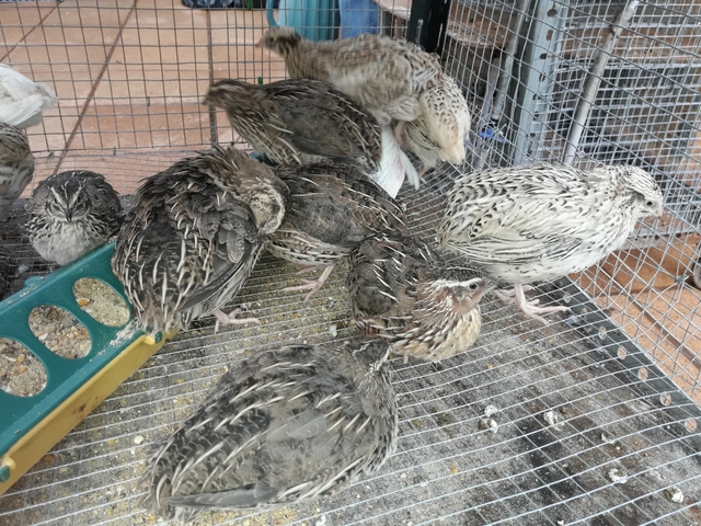 Mil Anuncios Com Codornices Ponedoras Segunda Mano Y Anuncios Clasificados En Andalucia
