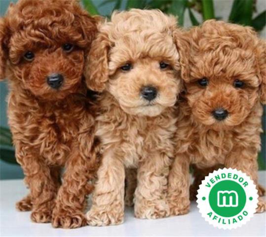 Mil Anuncios Com Caniche Toy Hembra Segunda Mano Y Anuncios Clasificados Mil Anuncios Com Caniche Toy Hembra Segunda Mano Y Anuncios Clasificados