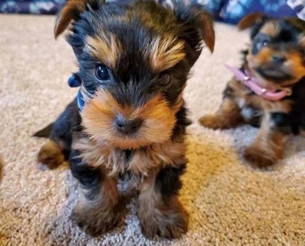 CACHORROS YORKSHIRE TERRIER