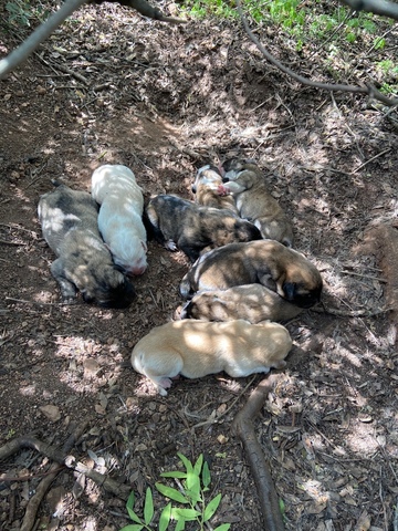 CACHORROS MASTIN LEONéS
