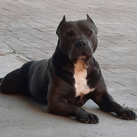 Mil Anuncios Com Pitbull Blue Segunda Mano Y Anuncios Clasificados Mil Anuncios Com Pitbull Blue Segunda Mano Y Anuncios Clasificados