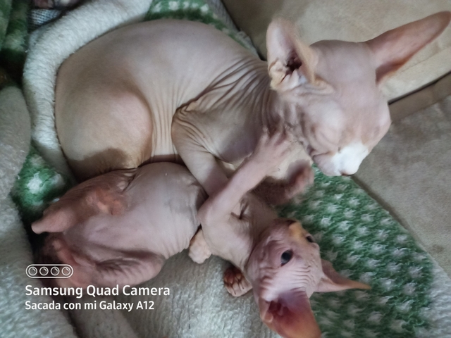 GATITOS SFHINX
