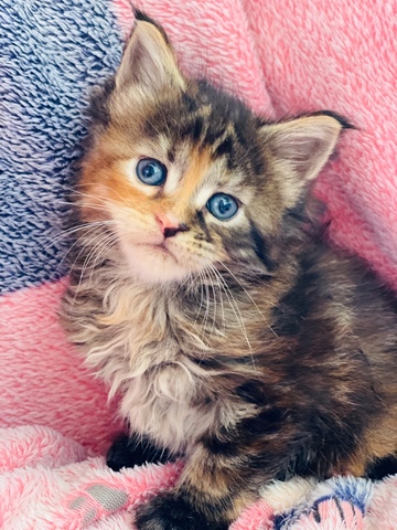 GATITA MAIN COON