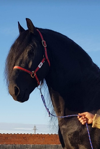 Mil Anuncios Com Potro Frison Compra Venta De Caballos Potro Frison Anuncios Con Fotos De Caballos Comprar Un Caballo Todas Las Razas De Caballos
