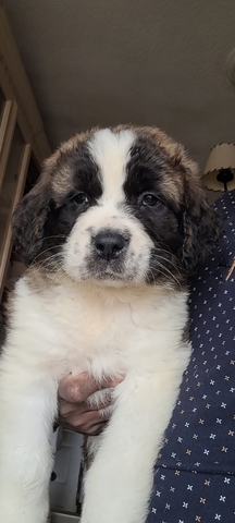 úLTIMO CACHORRO DE SAN BERNARDO
