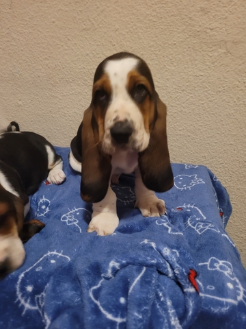 CAMADA BASSET HOUND
