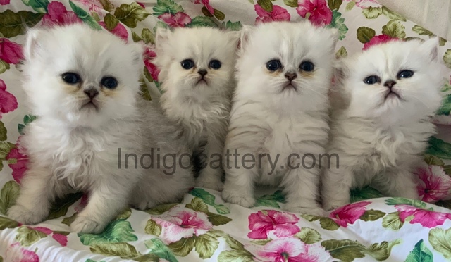 Mil Anuncios Com Persa Chinchilla Segunda Mano Y Anuncios Clasificados Mil Anuncios Com Persa Chinchilla Segunda Mano Y Anuncios Clasificados