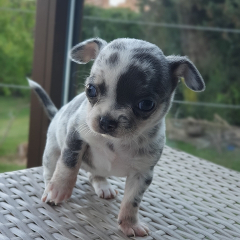 Mil Anuncios Com Chihuahua Bolsillo Compra Venta De Perros Chihuahua Bolsillo En Andalucia Regalo De Cachorros