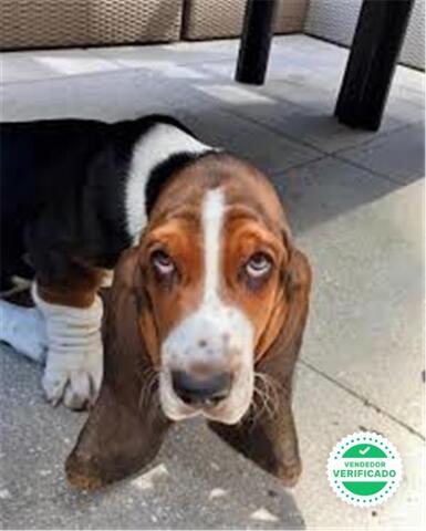 BASSET HOUND