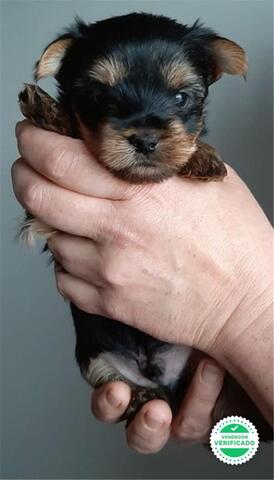 YORKSHIRE TOY