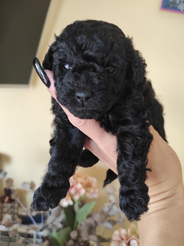 Mil Anuncios Com Bebes Caniche Toy Mil Anuncios Com Bebes Caniche Toy