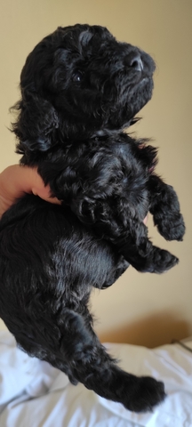 Mil Anuncios Com Bebes Caniche Toy Mil Anuncios Com Bebes Caniche Toy